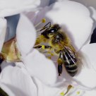 Bee in flight with the Bokina 2
